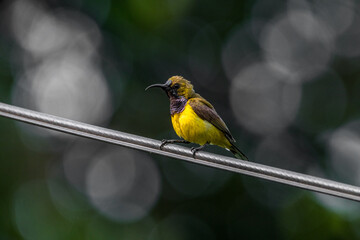 The garden sunbird (Cinnyris jugularis), previously known as the olive-backed sunbird, is a species of passerine bird in the family Nectariniidae