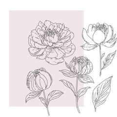 Peonies flowers vector line illustration, abstract floral outline  - 741731798