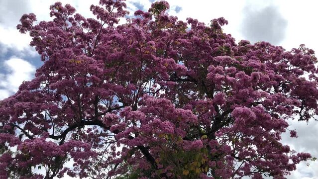 Pink blossom in spring, amazing Tabebuia rosea apamate pink poui, and rosy trumpet tree