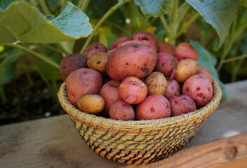 potatoes in a basket