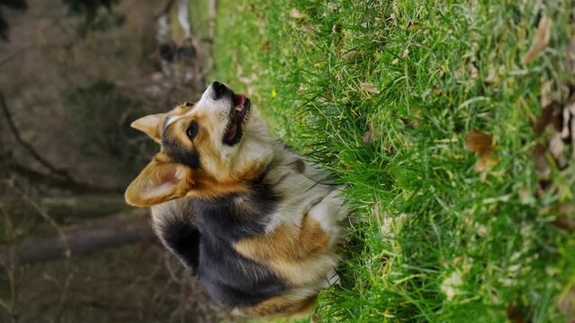 Welsh corgi Pembroke tricolor with a long tail walks freely on the green grass in the park. Charming dog pees outside. A cute little shepherd. Vertical slow motion footage