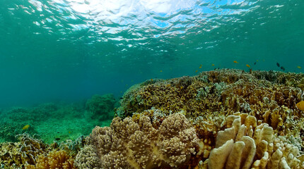 Tropical coral reef and fish underwater. Beautiful coral reef with colorful fish.