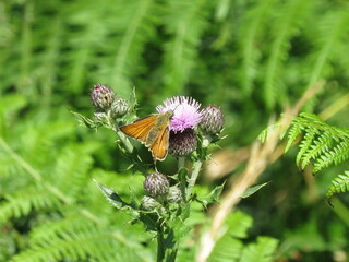 Small Skipper butterfly (Thymelicus sylvestris)