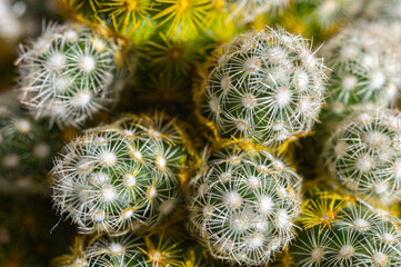 cactus with beautiful white and yellow needles, selective focus. close - up