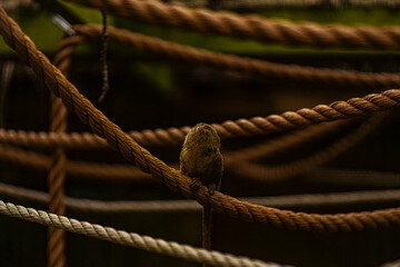 Pygmy Marmoset on a rope