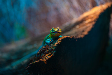 green lizard on a rock