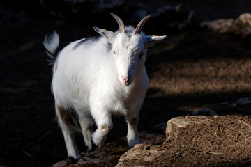 A white goat steps up the steps towards the sun. Beautiful cute goat. Domestic goats in the farm.