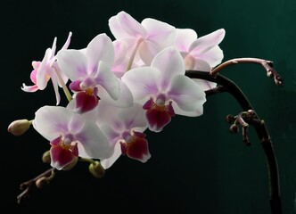 Fototapeta na wymiar pretty orchid Phalaeonopsis with pink and purple petals