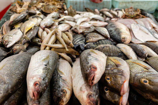 Variety of fresh fish on display at a fish market