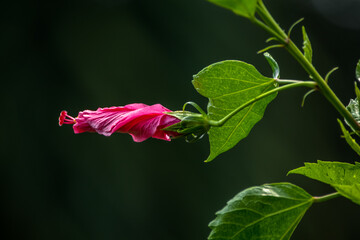 The pink hibiscus flower has its origins in Asia and the Pacific Islands, where it has served as a symbol of beauty, femininity, and young love