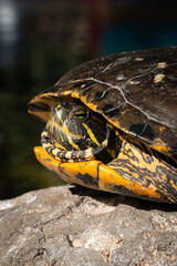 Obraz premium Tortuga de orejas rojas (Trachemys scripta elegans)