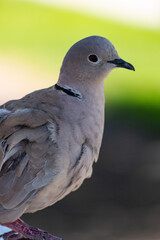Paloma de collar euroasiática o paloma turca (Streptopelia decaocto)