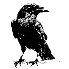 Raven - obrazy, fototapety, plakaty