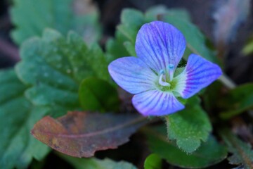 Elegance and color in nature; macro photo of a blue flower; Speedwell; Veronica Peach

