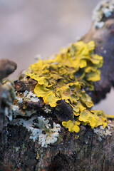 Textures and vibrant colors from the fascinating world of lichens; Golden lichens on a tree branch; Xanthoria parietina; Macro photo 
