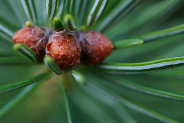 The revival of nature; macro photo of some fir buds and needles
​