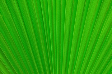 Green palm tree leaf texture close up tropical natural leaves texture background