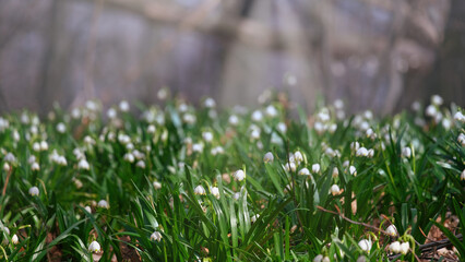 The first white flowers of Leucojum vernum in the morning, foggy spring forest