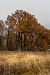 Fototapeta na wymiar Vertical autumn composition of oak trees with orange leaves