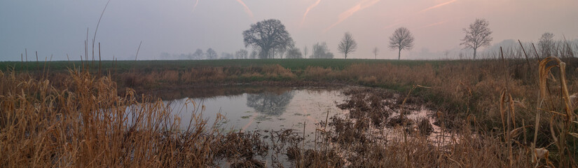 Wasserloch auf Feld mit Eiche im Nebel, Panorama, Banner