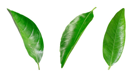 Collection of orange leaves on isolated white background.