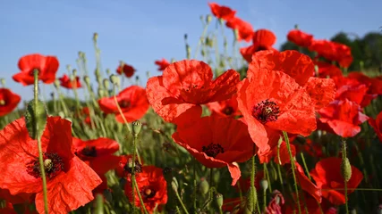 Gardinen Blossom red poppy field for blue sky in summer. © JOE LORENZ DESIGN