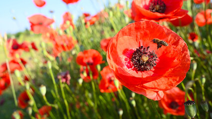 Blossom red poppy field with fly bee for blue sky in summer.
