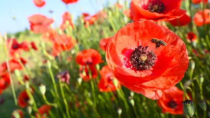 Foto auf Leinwand Blossom red poppy field with fly bee for blue sky in summer.  © JOE LORENZ DESIGN