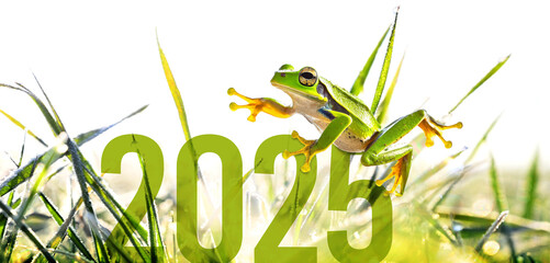 Treefrog on sunshine morning nature grass landscape on tree frog springtime 2025. Environmental and ecology conservation natural future new year. 