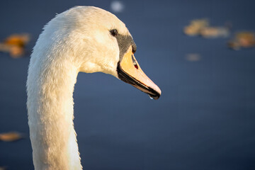 A white mute swan close-up portrait with a water background on a sunny fall evening.