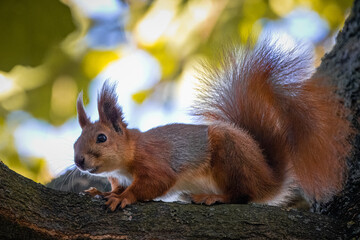 A red Squirrel sits on the branch and looks towards a camera lens. Close-up portrait of a red squirrel in the fall.	