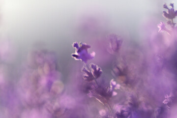 Lavender field close up. Lavender flowers in pastel colors at blur background. Nature background...