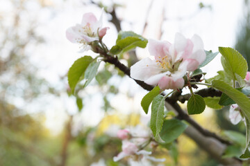 Apple blossom branch close-up