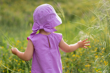 A carefree little girl in a lilac dress and a Panama hat with a bow collects spikelets in a...