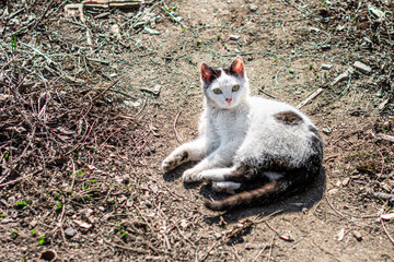 Naklejka na ściany i meble A black and white cat with yellow-green eyes rests on the ground