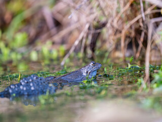 A Frog Sitting in Frogspawn