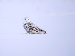 Female snowy Owl on farmers field covered in snow in Winter