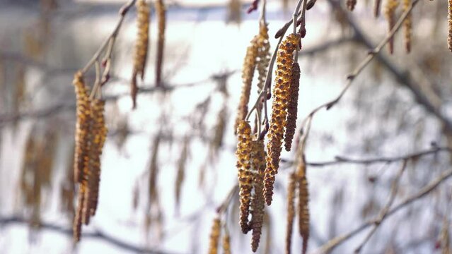 Grey alder catkins by lakeside
