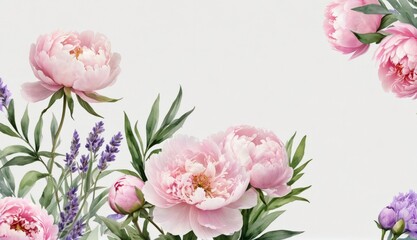 watercolor peony flowers on white background