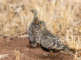 Black-faced Sandgrouse foraging on the ground in dry season