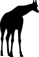 Transparent giraffe icon png, vector illustration of an giraffe icon in dark color and transparent background(png)