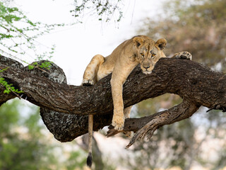 Lioness resting on tree branch in Tarangire National Park, Tanzania