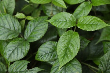 Fototapeta na wymiar Beautiful wild plant with wet green leaves growing outdoors, closeup