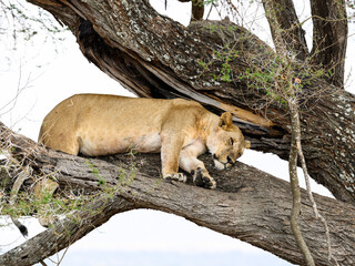 Lioness resting on tree branch in Tarangire National Park, Tanzania