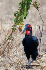 Southern Ground Hornbill foraging in savannah of Tanzania in dry season