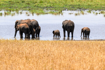 Herd of African Elephants drinking water in Tarangire National Park, Tanzania
