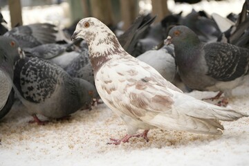 Flock of doves feeding on city street, closeup