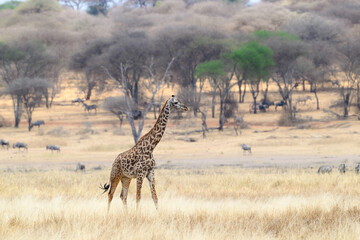Masai Giraffe on dry grass in Tarangire National Park, Tanzania
