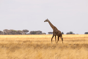 Masai Giraffe on dry grass in Tarangire National Park, Tanzania