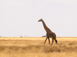 Masai Giraffe on dry grass in Tarangire National Park, Tanzania